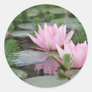 Adesivo Flor de Lotus/Waterlily