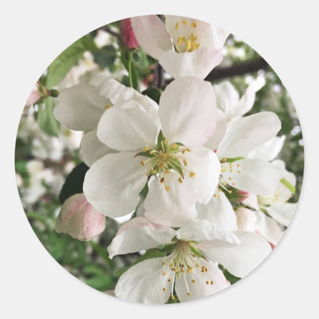 Adesivo Flor de maçã (Frente)