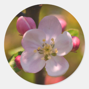 Adesivo Flor de Maçã na Primavera