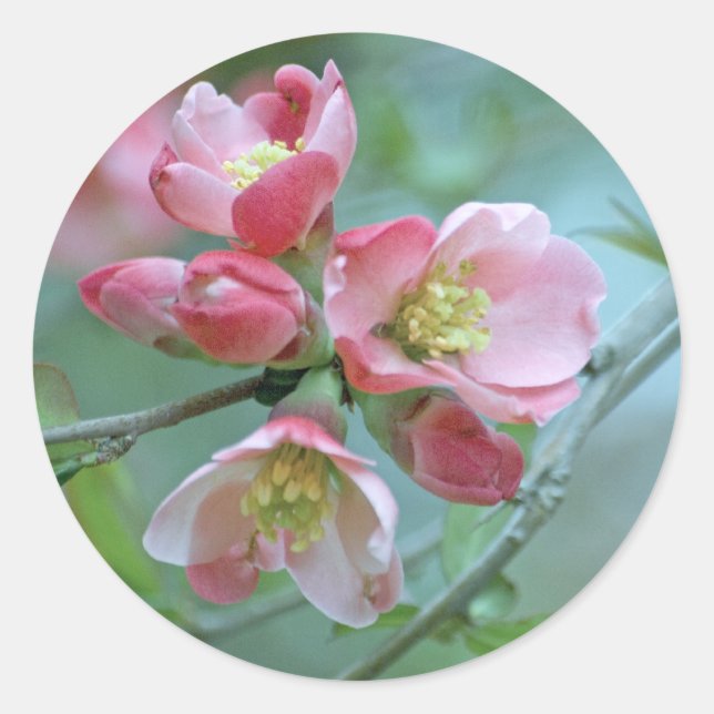 Adesivo Flor de Maçã #P0356 (Frente)