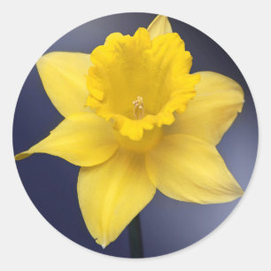 Adesivo Flor de Narciso Amarelo pintura em aquarela