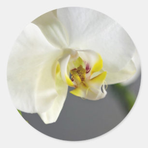Adesivo Flor de Orquídea Branca