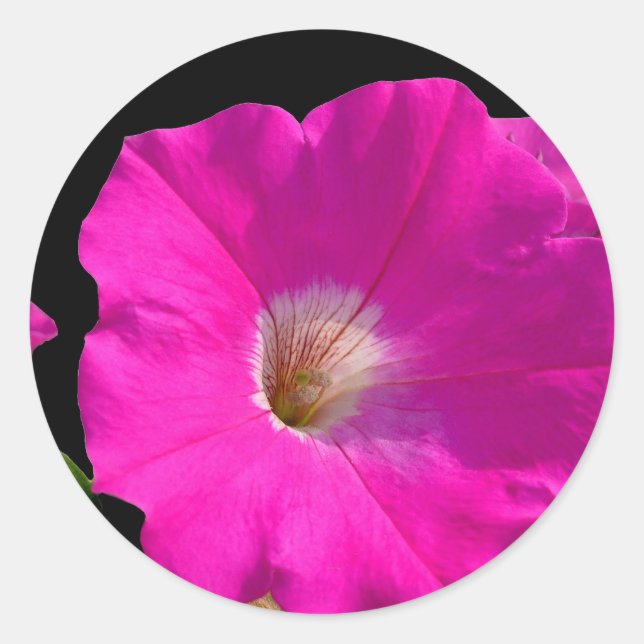 Adesivo flor de petúnia rosa (Frente)