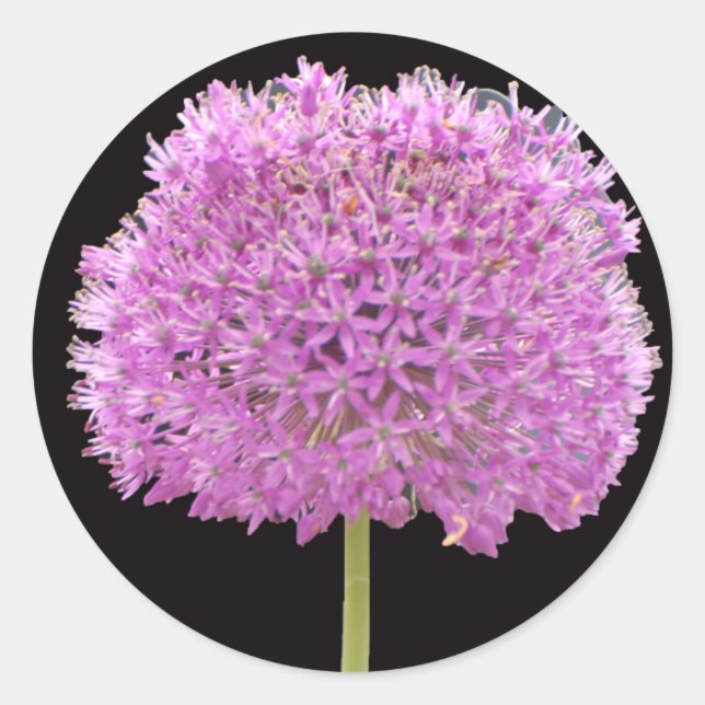 Adesivo Flor de Primavera de Verão Illium - Desenho Irland (Frente)