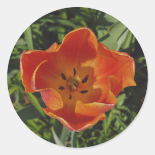 Adesivo flor de primavera vermelha