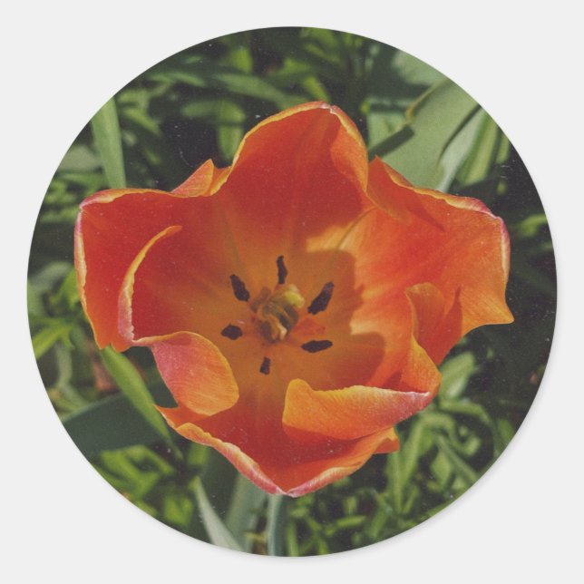 Adesivo flor de primavera vermelha (Frente)