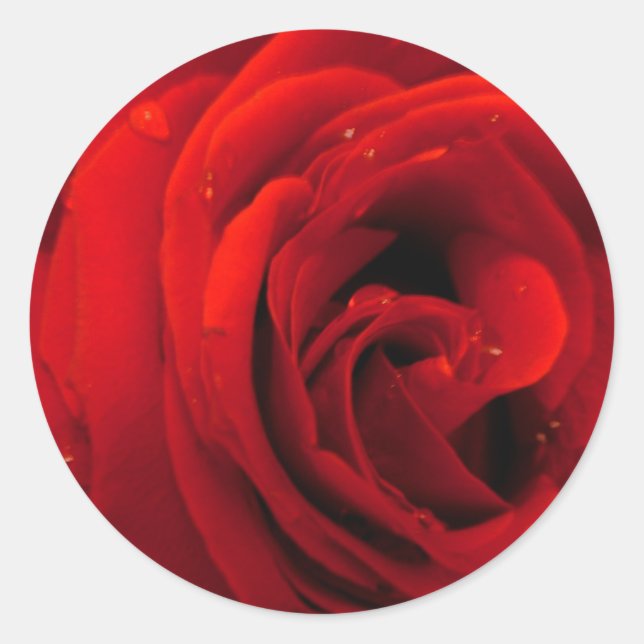 Adesivo flor de rosa vermelha (Frente)