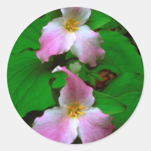 Adesivo Flor de Trillium