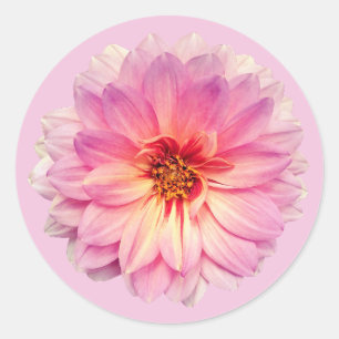 Adesivo Flor de Zínia Rosa