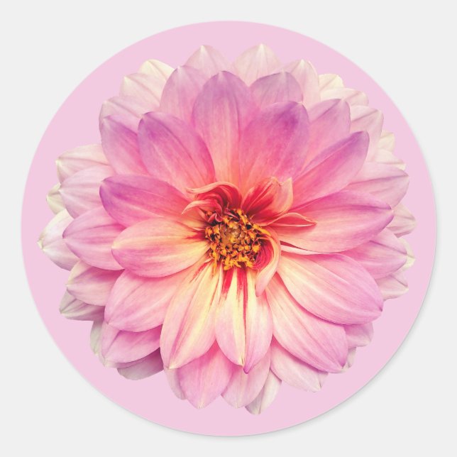 Adesivo Flor de Zínia Rosa (Frente)