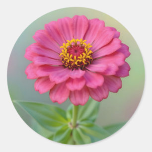 Adesivo Flor de Zínia Rosa Vibrante Macro Botânica