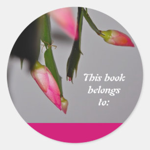 Adesivo Flor do Natal do cacto da flor