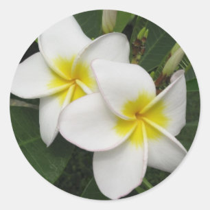Adesivo Flor do Plumeria