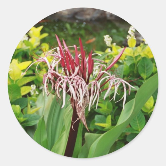 Adesivo Flor Havaiana (Frente)