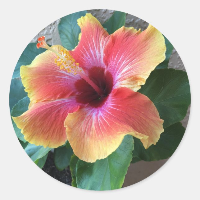 Adesivo Flor Hibiscus (Frente)