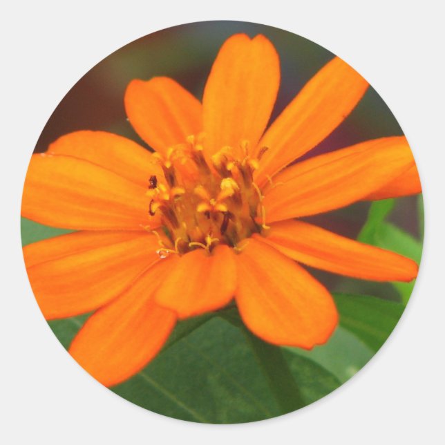 Adesivo Flor Laranja (Frente)