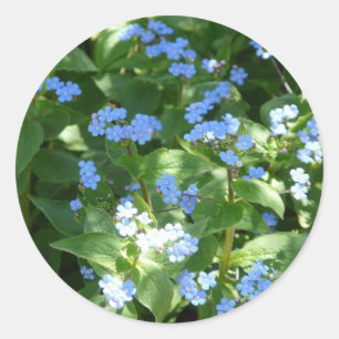 Adesivo flor, miosótis