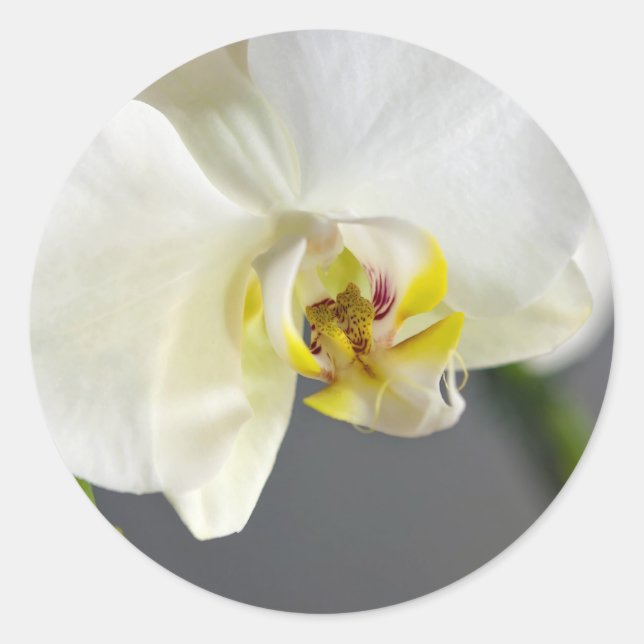 Adesivo Flor Orquídea Branca (Frente)