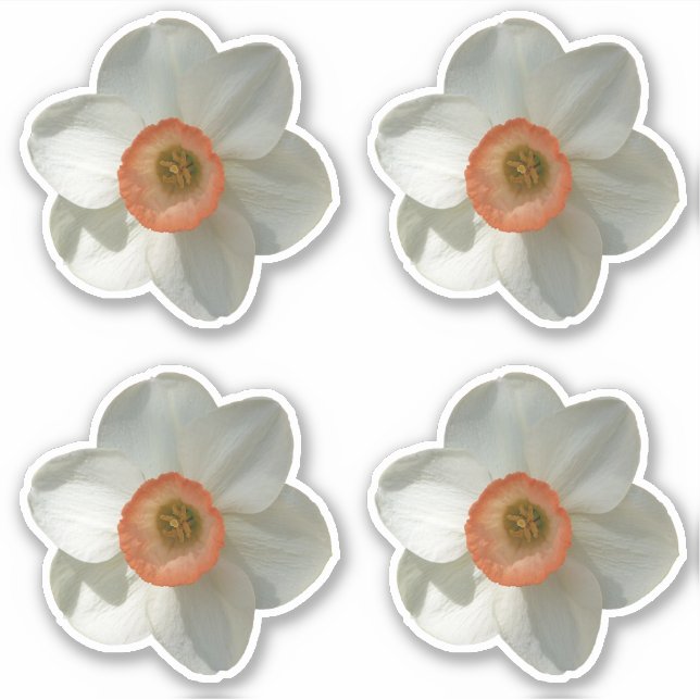 Adesivo Flor-Primavera Daffodil Rosa (Frente)