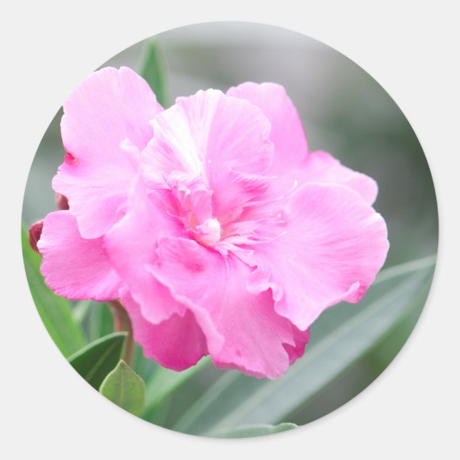 Adesivo Flor rosa pálido (Frente)