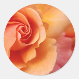 Adesivo Flor rosa / Pêssego Apricot / Foto de fechamento