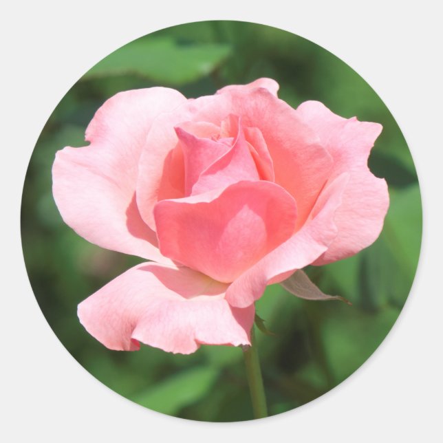 Adesivo Flor rosa rosa rosa rosa (Frente)