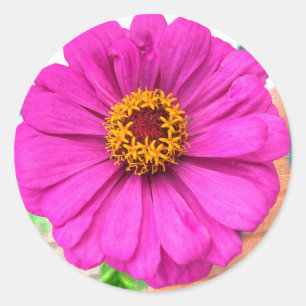 Adesivo Flor Roxo Zinnia em Bloom