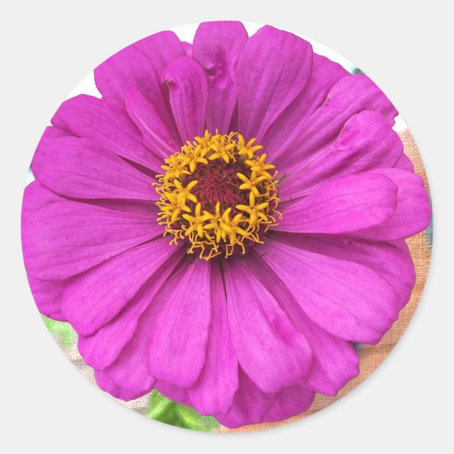 Adesivo Flor Roxo Zinnia em Bloom (Frente)