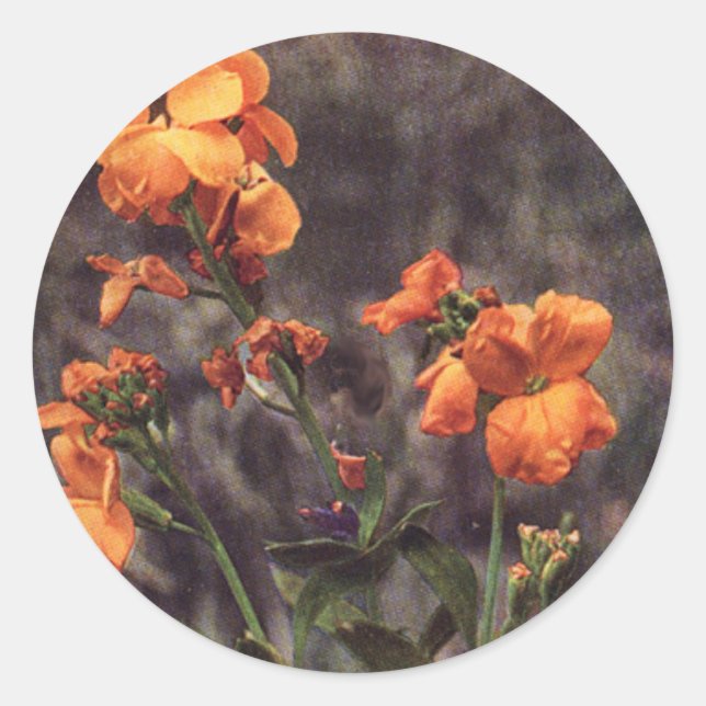 Adesivo Flor selvagem: Wallflower (Frente)