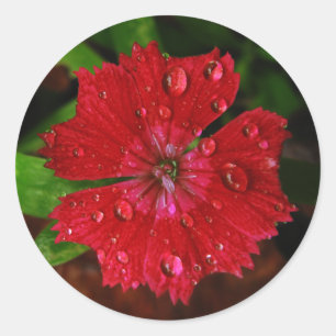 Adesivo Flor vermelha bonito com foto dos pingos de chuva