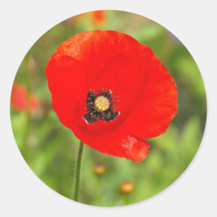 Adesivo Flor vermelha da papoila