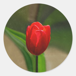 Adesivo Flor vermelha do primavera da tulipa