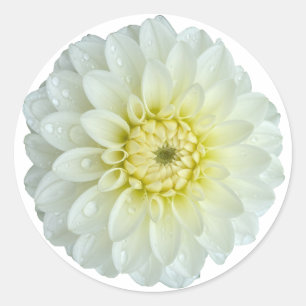 Adesivo Flor White Dahlia