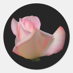 Adesivo Flor White Rosebud