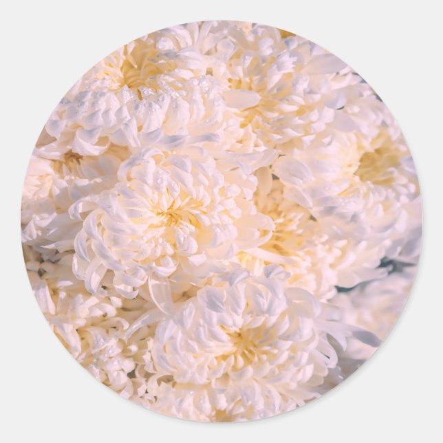 Adesivo floração de crisântemo (Frente)