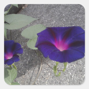 Adesivo Floral Brilhante Quadrado