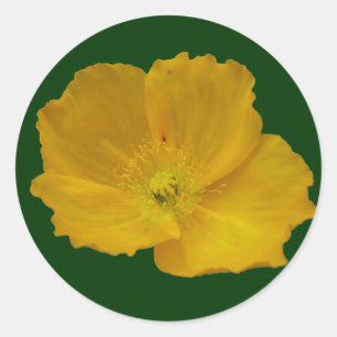 Adesivo Floral de flor silvestre Amarelo do Alasca