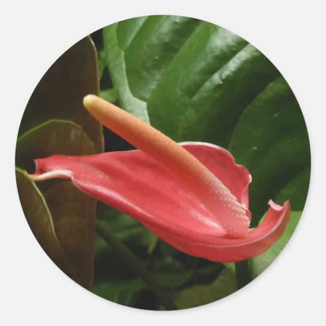 Adesivo Floral rosa Calla Lily Elegante (Frente)