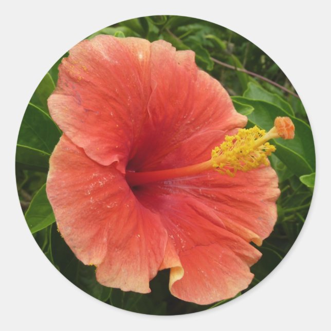 Adesivo Floral Tropical de Laranja Hibiscus (Frente)