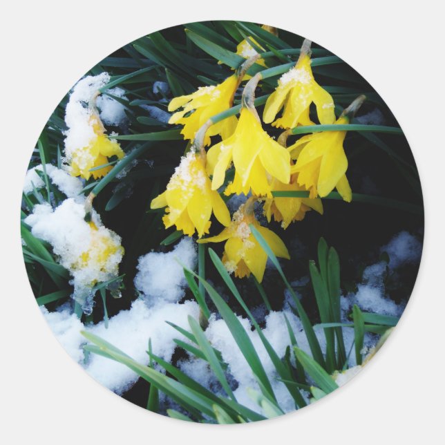 Adesivo Flores amarelas Daffodils na neve (Frente)
