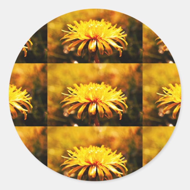 Adesivo Flores Amarelas Dandelion Flores Vinhas Primavera (Frente)