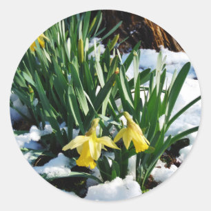 Adesivo Flores amarelas dos Daffodils na neve
