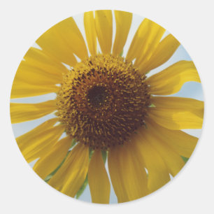 Adesivo Flores Amarelas Vibrantes do Sol no Céu Azul