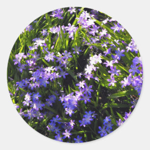 Adesivo Flores azuis do primavera do Squill
