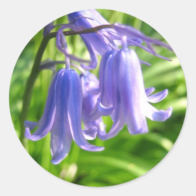 Adesivo Flores Bluebell - Sticker (Frente)