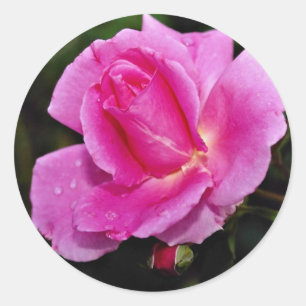 Adesivo Flores brancas despreocupadas de "Bucbi" do rosa