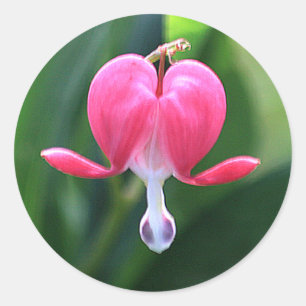 Adesivo Flores Cardíacas Hemorrágicas: Juntas de Envelop