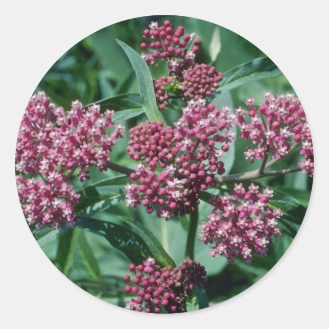 Adesivo Flores cor-de-rosa (Asclepias Incarnata) (Frente)