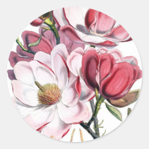 Adesivo Flores cor-de-rosa da magnólia