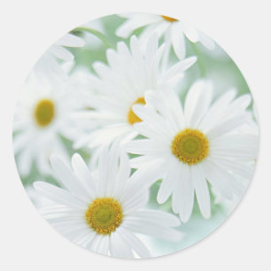 Adesivo Flores da margarida